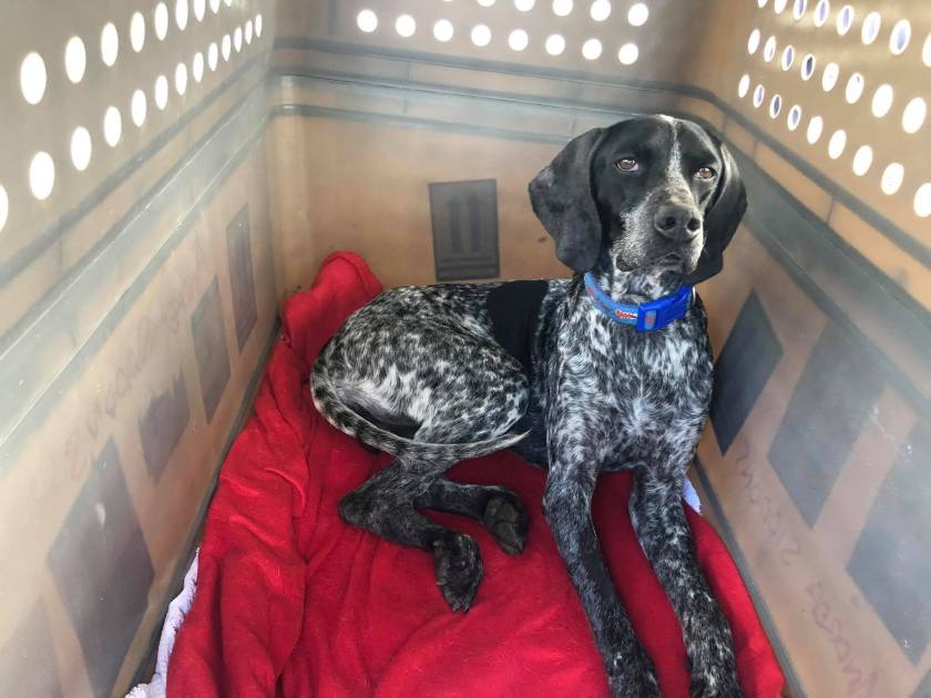 Rescue dog | LHR-LCA