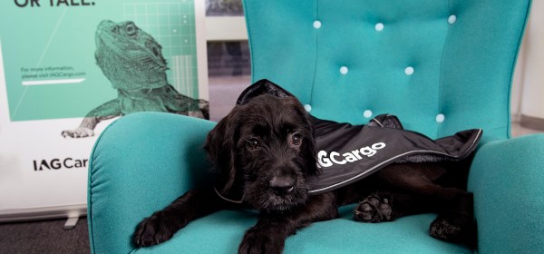 IAG Cargo pets