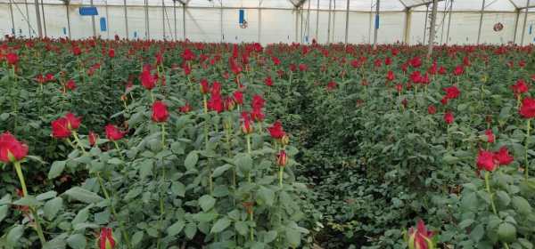 Valentine's Day | IAG Cargo