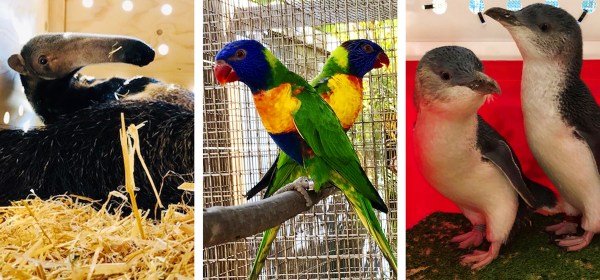 JCS Livestock | Live Animals